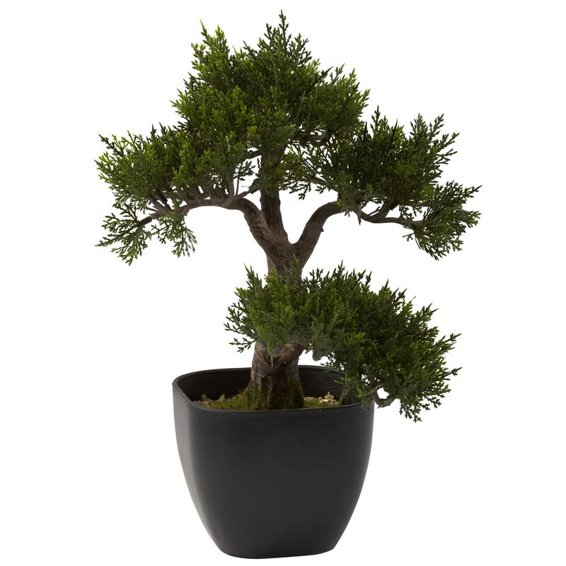 HomPlanti 15" Cedar Bonsai Plant