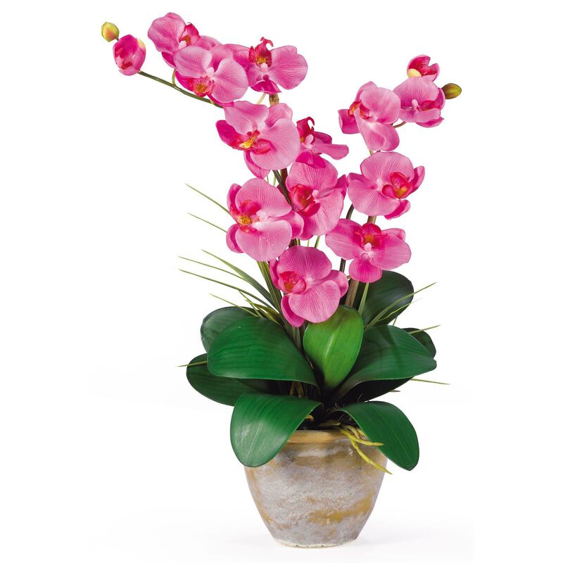 Nearly Natural Double Stem Phalaenopsis Cream