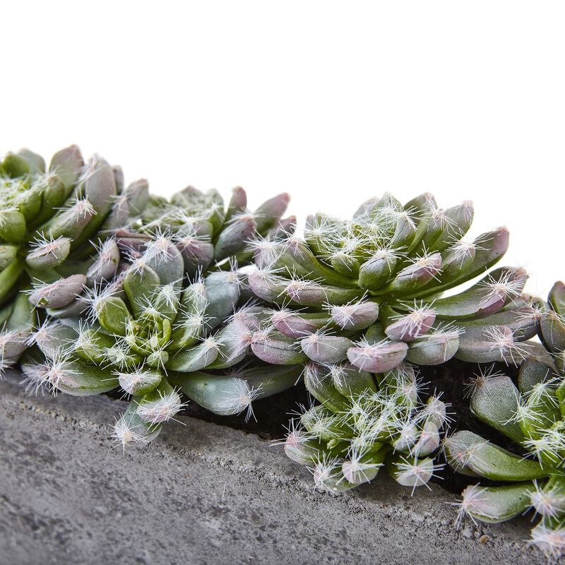 HomPlanti Succulent Garden w/Textured Concrete Planter