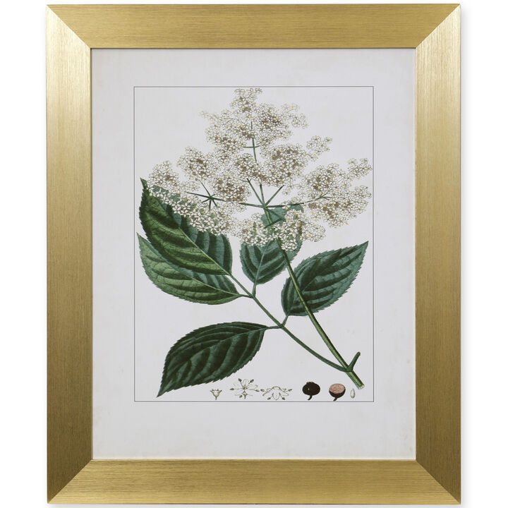 Antique Turpin Botanical V