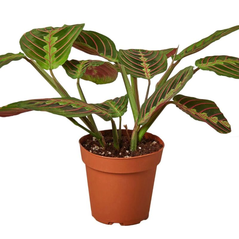 Maranta Red Prayer Plant