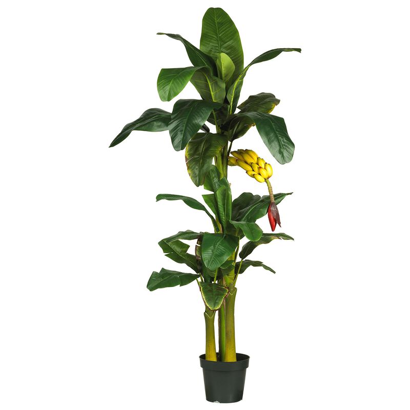 HomPlanti 6 Feet Triple Stalk Banana Silk Tree