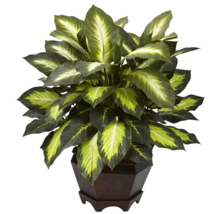 HomPlanti Triple Golden Dieffenbachia w/Wood Vase