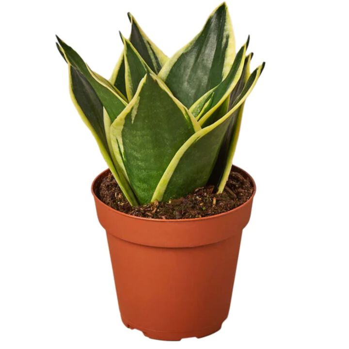 Snake Plant