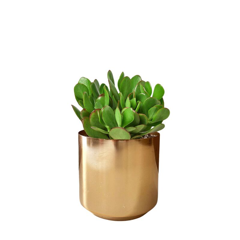 Crassula Jade Succulent in Gold Planter