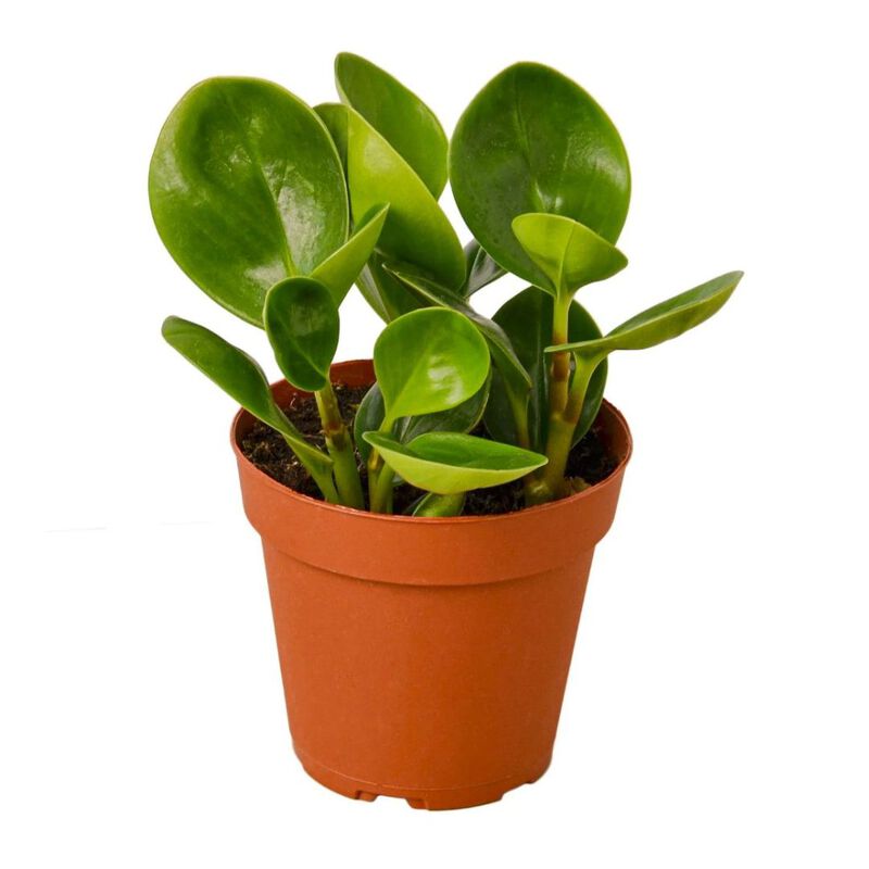 Peperomia Thailand Plant