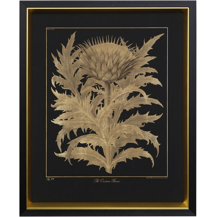 Cardoon Flower Framed Print