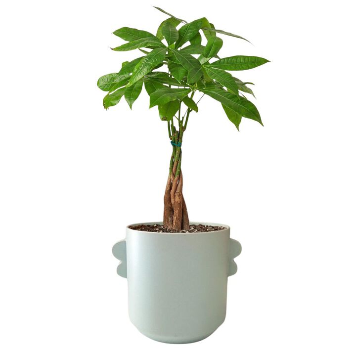 The Monica Money Tree Plant in Planter