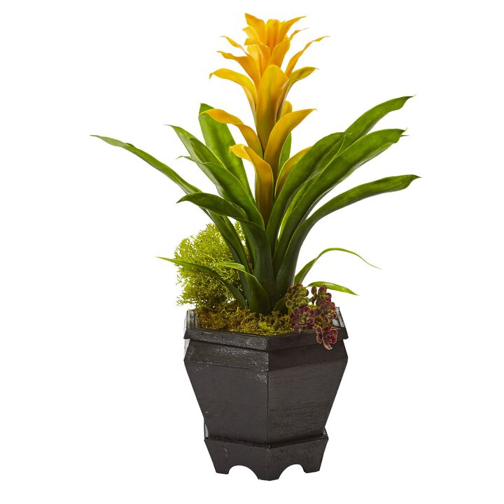 HomPlanti Bromeliad in Black Hexagon Planter - Yellow