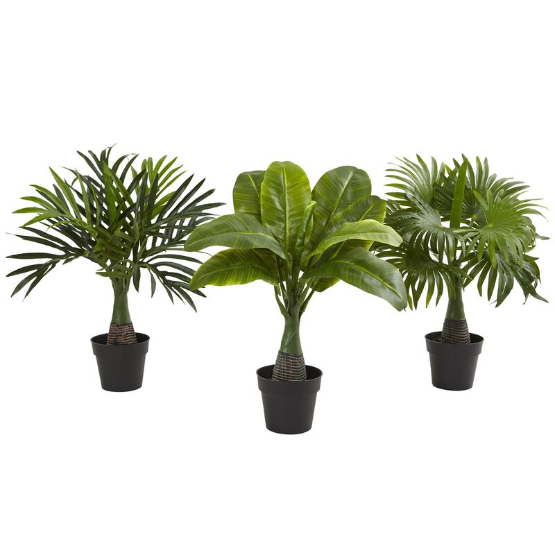 HomPlanti Areca, Fountain & Banana Palm (Set of 3)