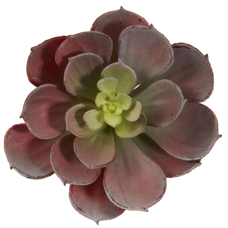 HomPlanti 5" Echeveria Succulent Plant (Set of 12)